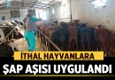 Afyonkarahisar’da İthal Hayvanlara Şap Aşısı Uygulandı – Afyon Haber