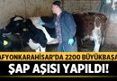 Afyonkarahisar’da 2200 Büyükbaşa Şap Aşısı Yapıldı! – Afyon Haber