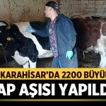 Afyonkarahisar’da 2200 Büyükbaşa Şap Aşısı Yapıldı! – Afyon Haber