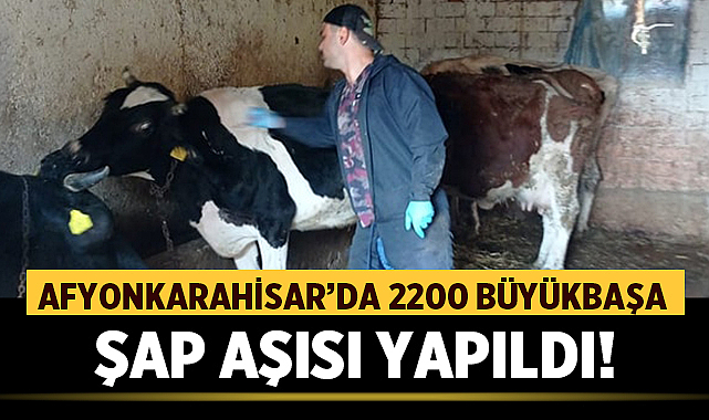 Afyonkarahisar’da 2200 Büyükbaşa Şap Aşısı Yapıldı! – Afyon Haber