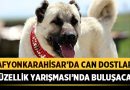 Afyonkarahisar’da Köpekler Güzellik Yarışmasında Buluşuyor! – Afyon Haber