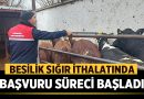 Afyonkarahisar’da Besilik Sığır İthalatında Başvuru Süreci Başladı – Afyon Haber