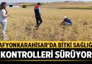Afyonkarahisar’da Bitki Sağlığı Kontrolleri Sürüyor – Afyon Haber