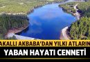 Akdağ Tabiat Parkı: Sakallı Akbaba’dan Yılkı Atlarına Yaban Hayatı Cenneti – Afyon Haber