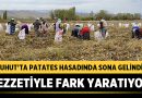 Şuhut’ta patates hasadında sona gelindi: Agria patatesi lezzetiyle fark yaratıyor – Afyon Haber