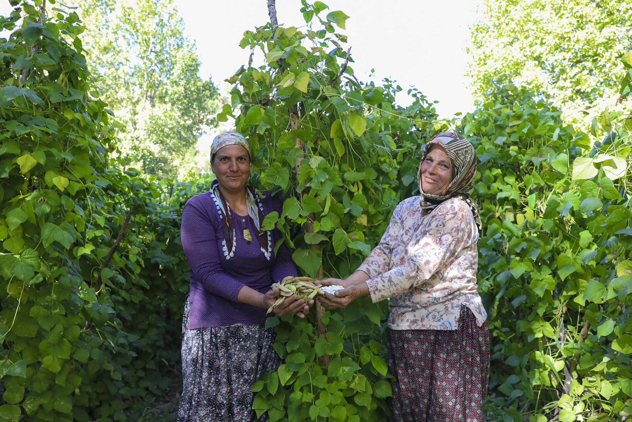Gülnarlı üreticiler, 'Leklek Fasulyesi' hasadı yaptı