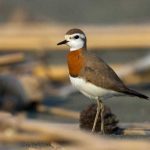 Boyacı: Mileyha’yı korumak Samandağ’ın geleceğini korumaktır