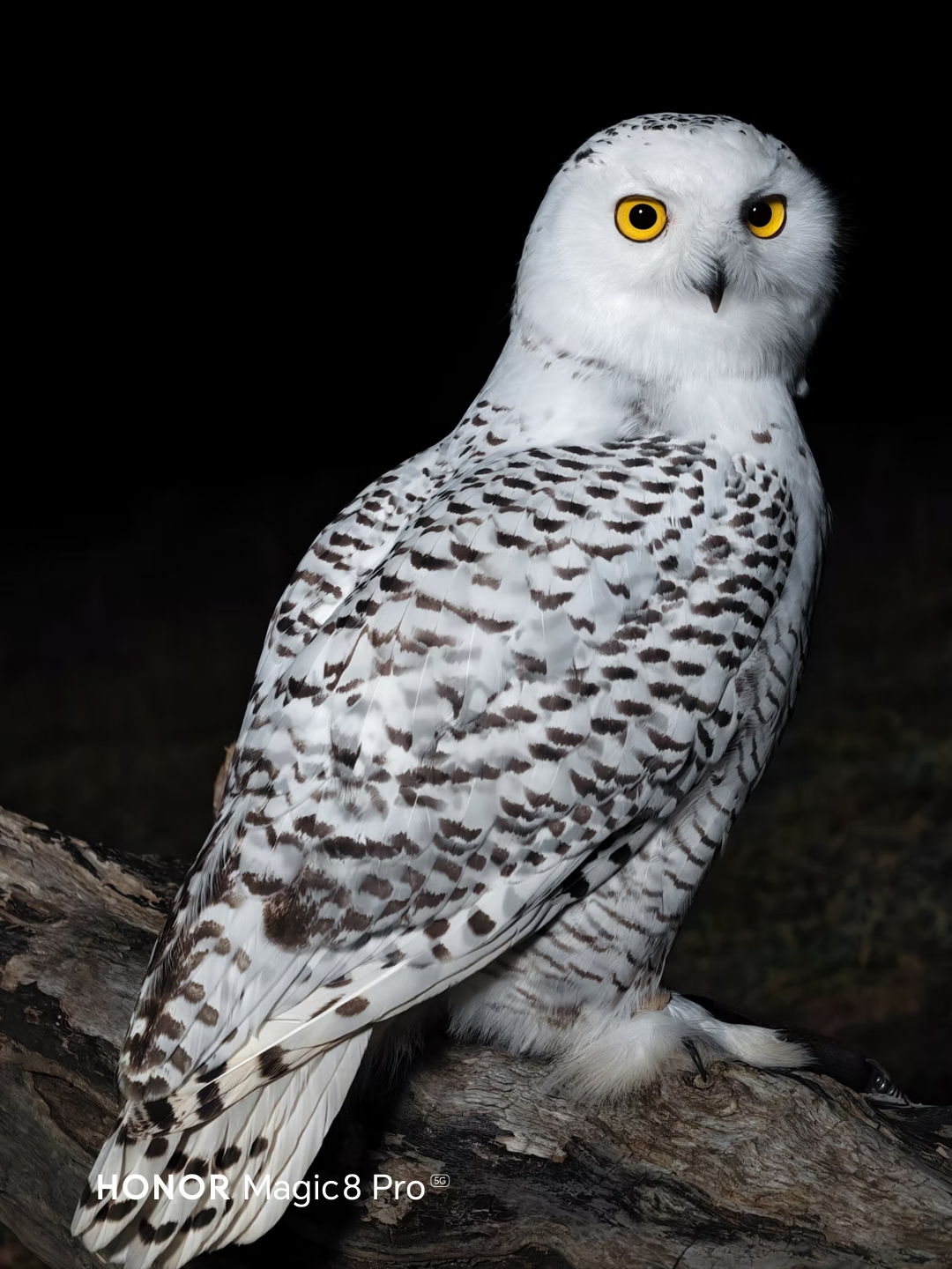 Profesyonel fotoğrafçılığı cebinize taşıyan yeni amiral gemisi: HONOR Magic8 Pro