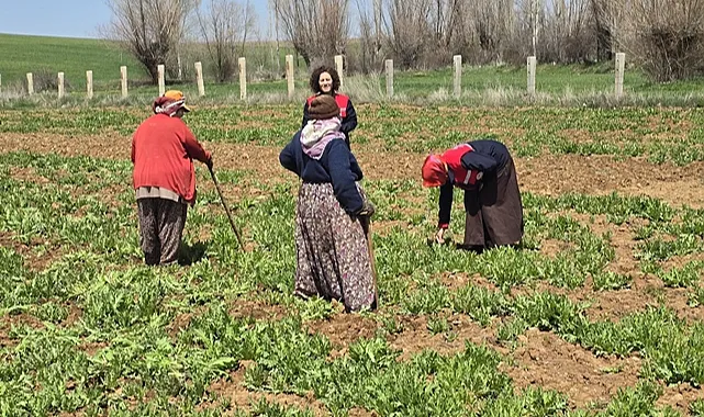 Afyonkarahisar’da Haşhaş Tarlalarında Çapa Araştırmaları Sürüyor