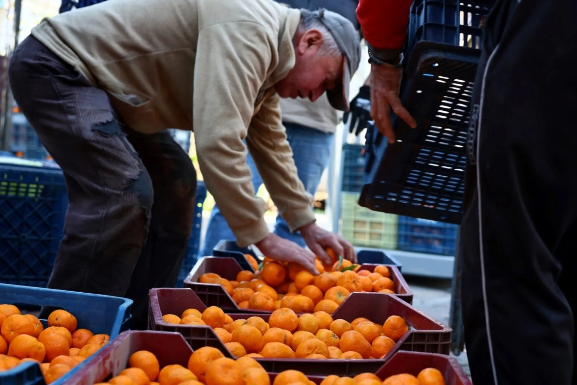Bodrum’da mandalin üreticisine 5 milyon TL katkı sağlandı