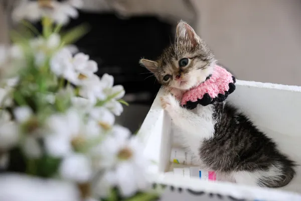 Buca’da ağır yaralı bulunan yavru kedi tedaviyle hayata tutundu