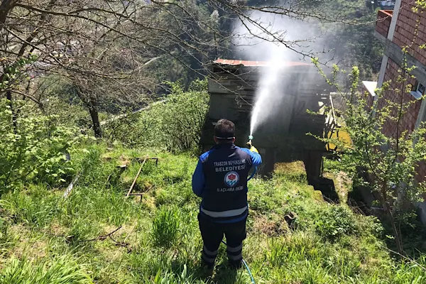 Trabzon’da kahverengi kokarca mücadelesi