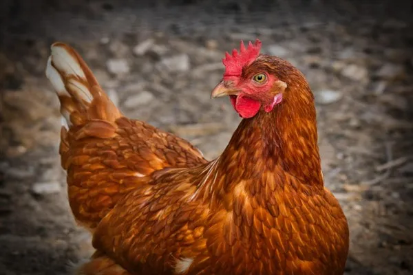 TÜİK-Tavuk eti üretimi 227 bin 793 ton olarak resmen gerçekleşti