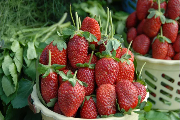 Yaş meyve ve sebze ihracat verileri resmen belli oldu