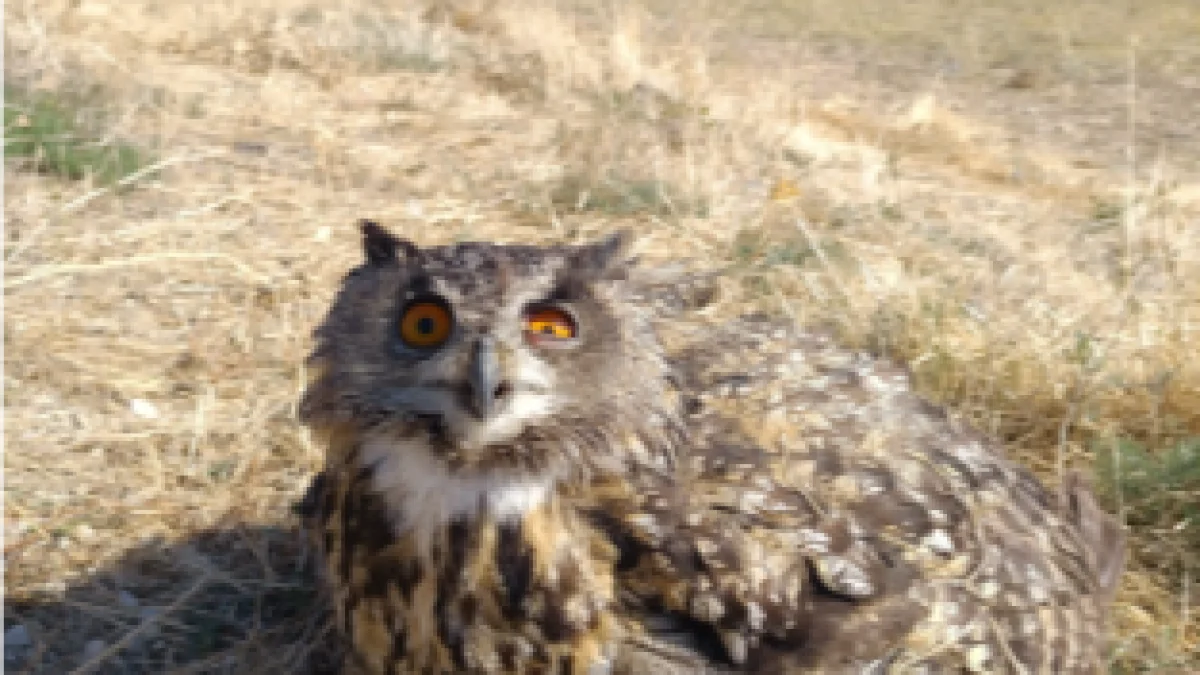 Gözleriyle Dikkat Çekti! Hocalar’da Yaralı Puhu Koruma Altında